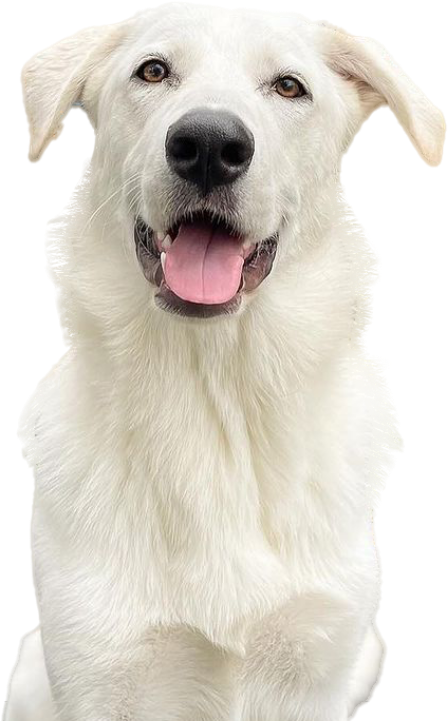 Home Hero Dog - No Shadow - min