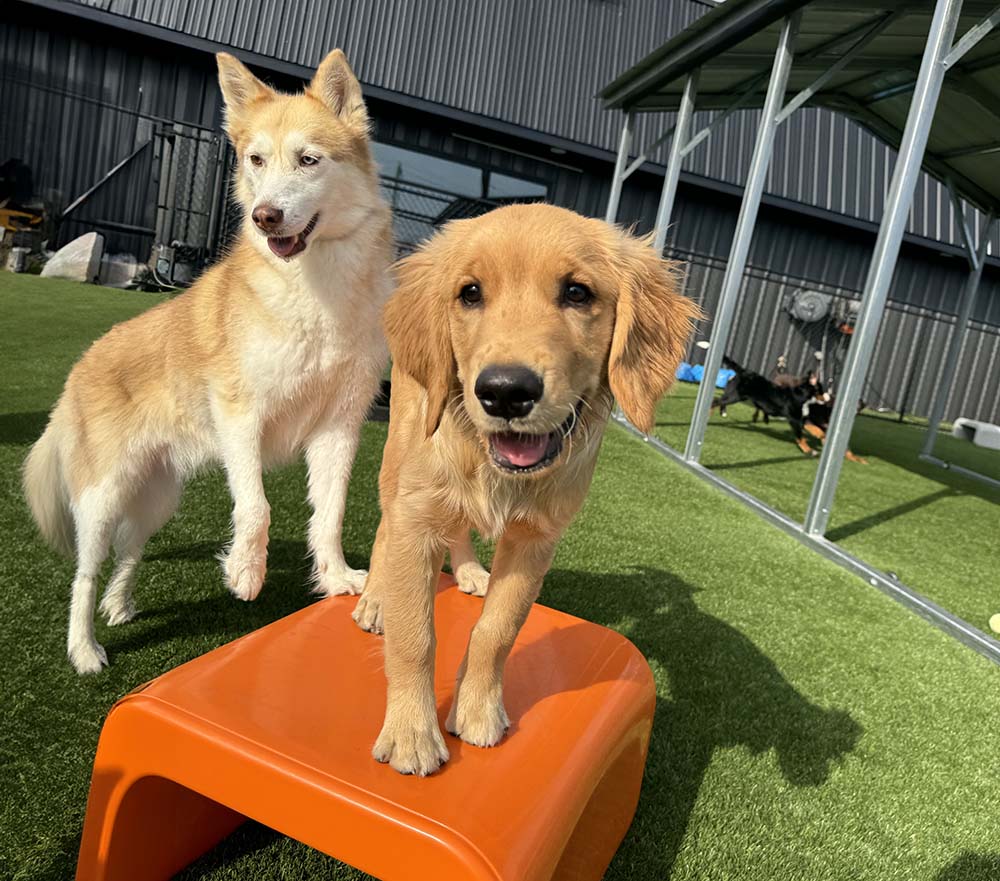 Dog climbing chair