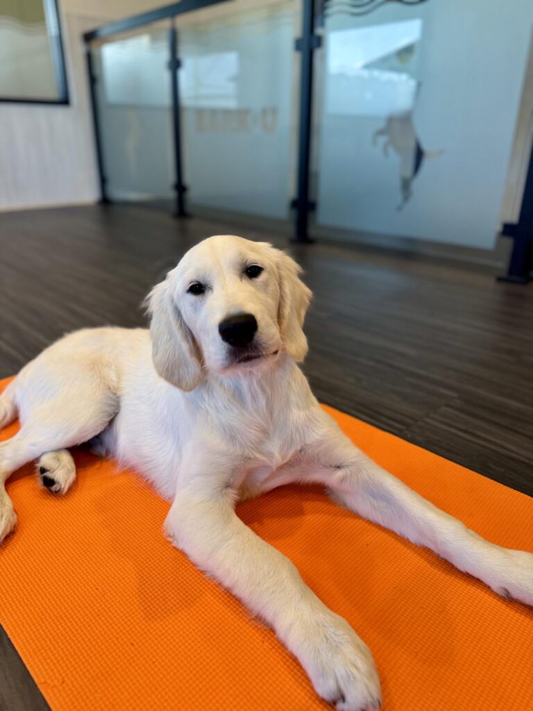 Facility Dogs
