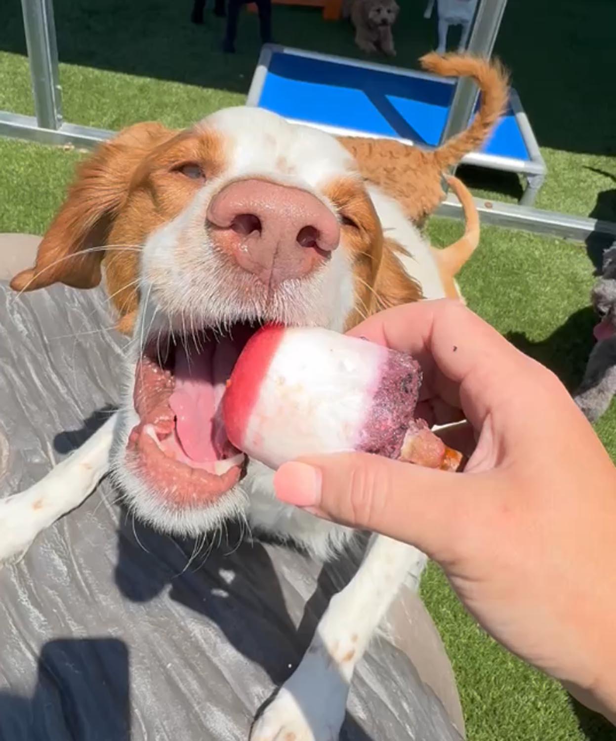 Dog enjoying a treat