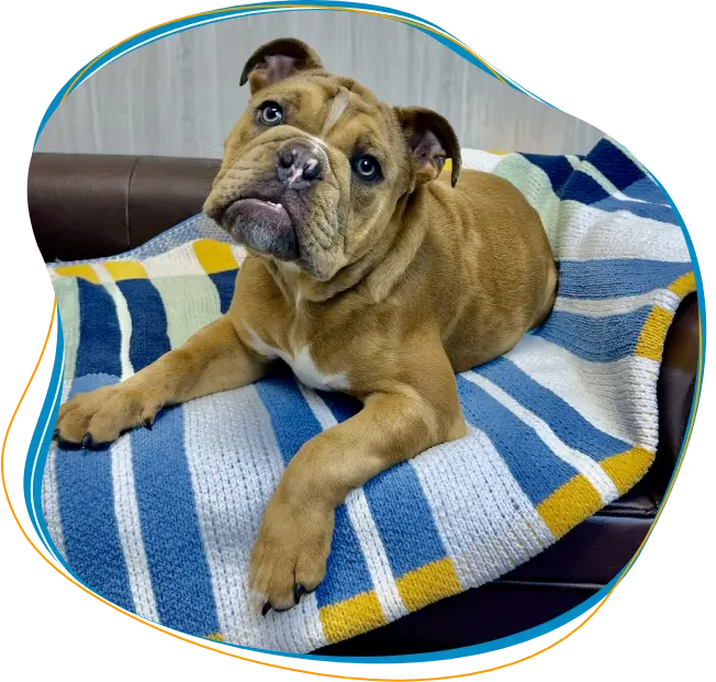 Frazer PA Dog Lodging and Boarding