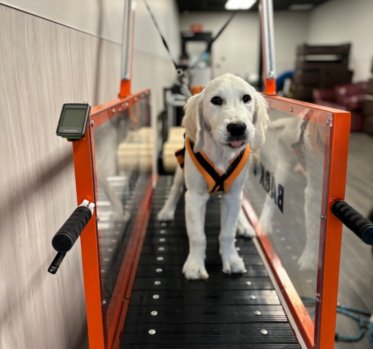 Enhanced Dog Daycare at BARK U