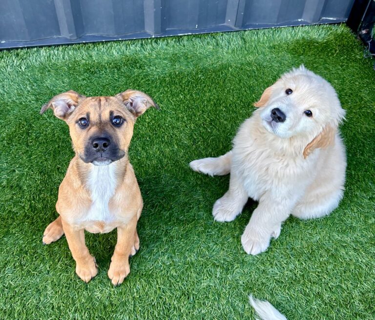 Puppy Daycare at BARK U