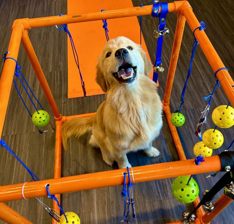 Puppy Enrichment Daycare at BARK U