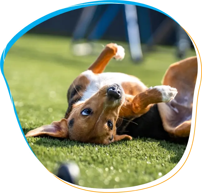 Puppy Lodging and Boarding