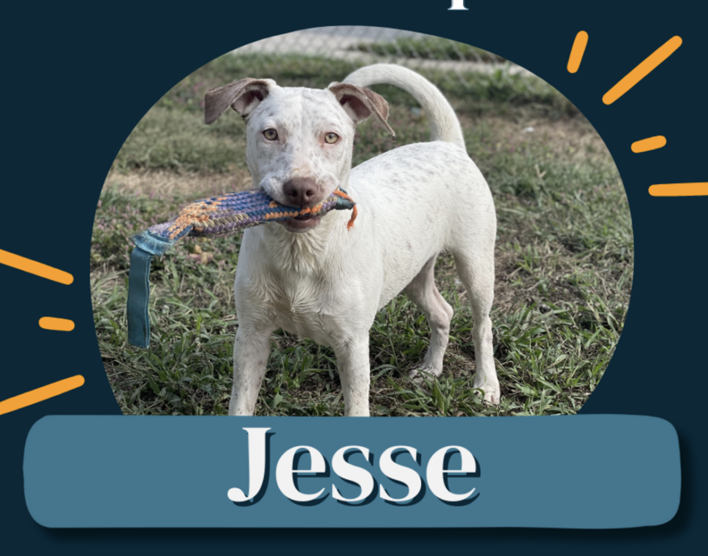 Dog adoptions