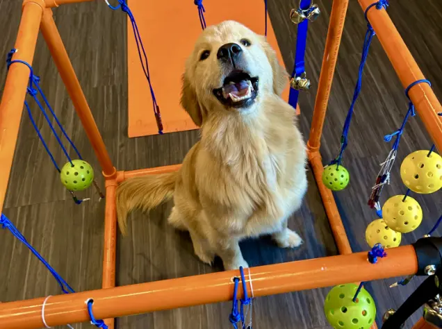 Dog Board & Train - Dog Playing