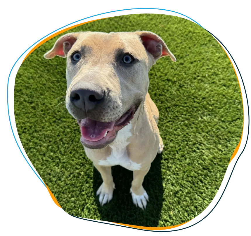 Groom Section 2 Feature