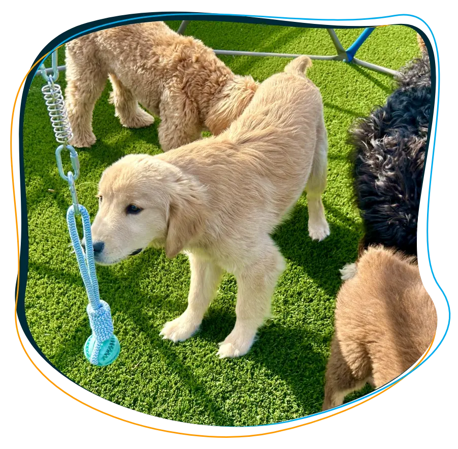 The BARK U Puppy Lounge