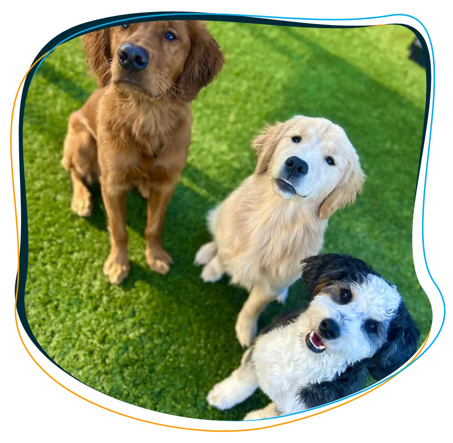 The BARK U Puppy Lounge