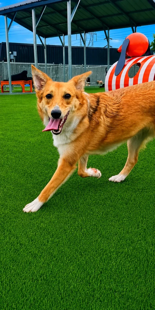 Dog Training