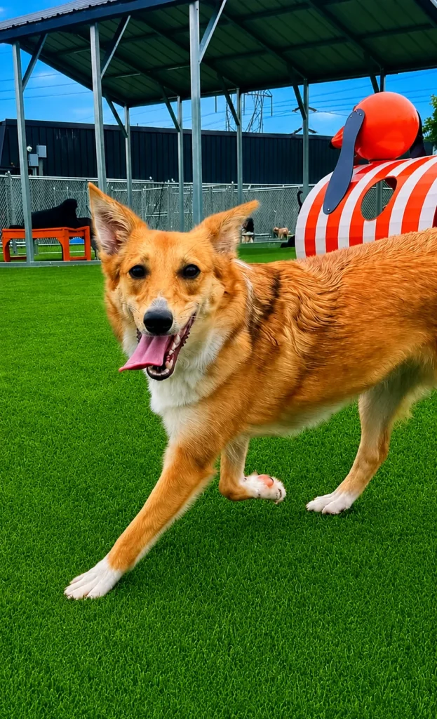 Dog Training